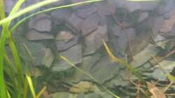 Das Weepingmoos ist in der gesamten Rückwand verpflanzt