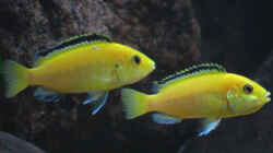 Zwei Weibchen Yellows, rechts mit Eiern im Maul