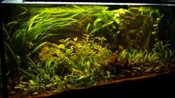 Bei Dämmerlicht. (nur die zwei T8 in der Abdeckung)