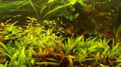 Unterwasserdschungel