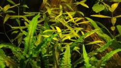 Hygrophila polysperma