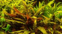 Cryptocoryne wendtii ´rot´