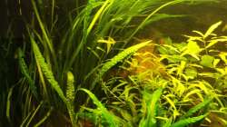 Valisneria spiralis und Cryptocoryne usteriana