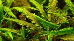 Cryptocoryne wendtii ´grün´