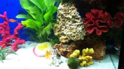 Dekoration im Aquarium MP 120