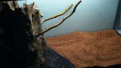 hier noch ohne Wurzelwerk am Stamm