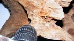 Löcher bohren für die Aufnahme von Zweigen