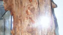 Stumpf auf Plexiglas aufgeklebt