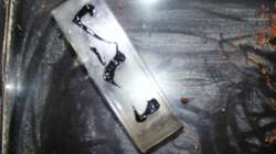 Einkleben einer Makrolonerhöhung mit Neigung