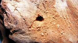 Eines der Löcher für die Aufnahme der Zweige