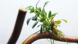 eine der Micro-´nanas´ die sich auf den Zweigen entwickeln sollen