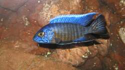 Aulonocara stuartgranti