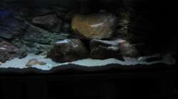 Dekoration im Aquarium Ufernahe Übergangszone