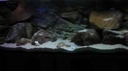 Dekoration im Aquarium Ufernahe Übergangszone