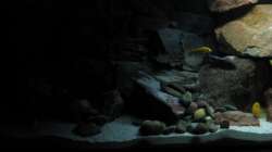 Aquarium Ufernahe Übergangszone