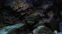 Otopharnyx lithobates Bock