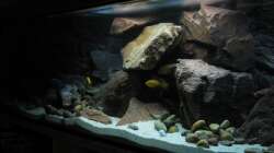 Aquarium Ufernahe Übergangszone