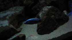 Besatz im Aquarium Ufernahe Übergangszone