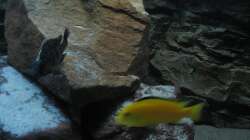 links Protomelas sp. Steveni Taiwan (w)