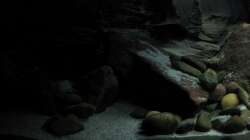 Aquarium Ufernahe Übergangszone