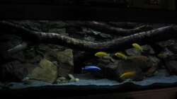 Aquarium Ufernahe Übergangszone