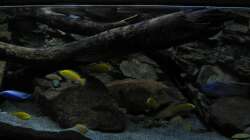 Aquarium Ufernahe Übergangszone