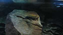 Otopharnyx lithobates Bock