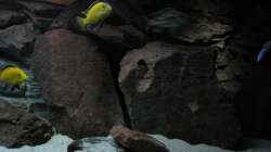 Dekoration im Aquarium Ufernahe Übergangszone