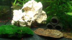 Lochstein und Seemandelblätter