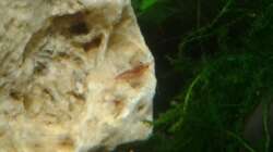 Besatz im Aquarium Nano Becken 30L für CPO´s und Garni´s