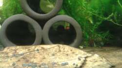 Dennerle Crustatubes mit Javamoos bebunden