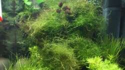 Pflanzen im Aquarium Pipo´s Nano-Cube