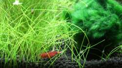 Besatz im Aquarium Pipo´s Nano-Cube