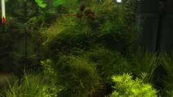 Aquarium Pipo´s Nano-Cube