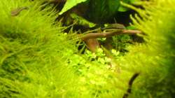 Besatz im Aquarium Tantris