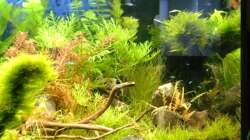 Pflanzen im Aquarium Tantris