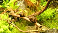 Besatz im Aquarium Tantris