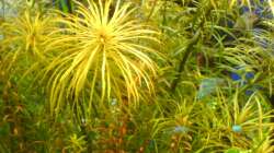 Pflanzen im Aquarium Tantris