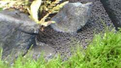 Besatz im Aquarium Tantris