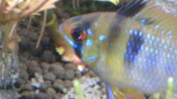 Besatz im Aquarium Tantris