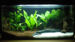 Aquarium Little Südamerika