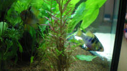 Besatz im Aquarium Little Südamerika