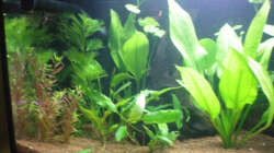 Pflanzen im Aquarium Little Südamerika