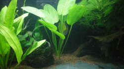 Pflanzen im Aquarium Little Südamerika