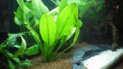 Pflanzen im Aquarium Little Südamerika