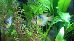 Besatz im Aquarium Little Südamerika