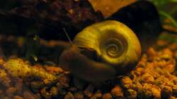 13.01.2012 - Posthornschnecke