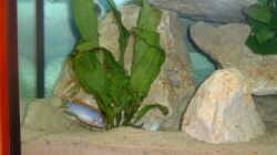 Labidochromis hongi
