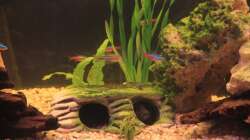 Mein alter Hase der Buckelkopf