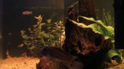 Besatz im Aquarium Natural Home